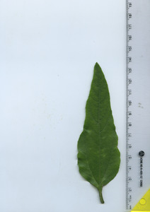 leaftop