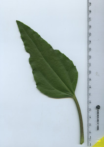leaftop