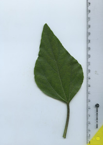 leaftop