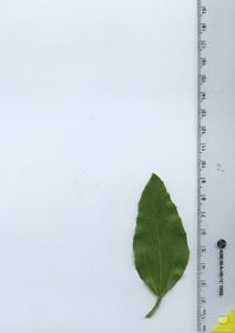 leaftop