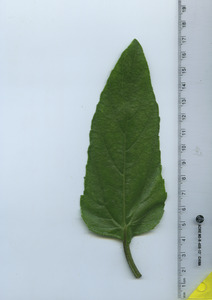 leaftop