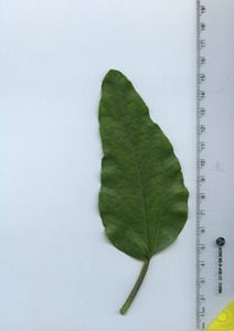 leaftop