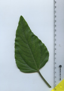 leaftop