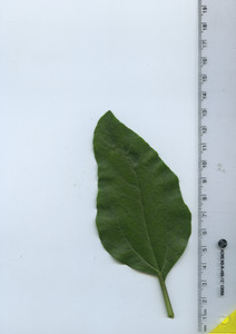leaftop