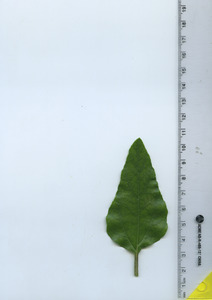 leaftop