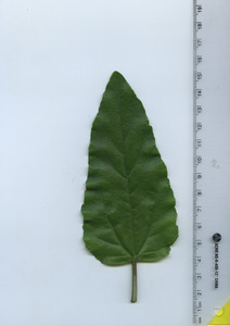 leaftop