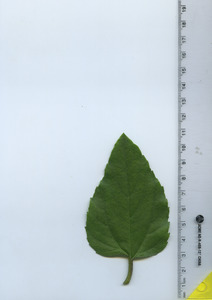 leaftop