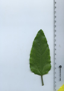 leaftop
