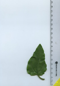 leaftop