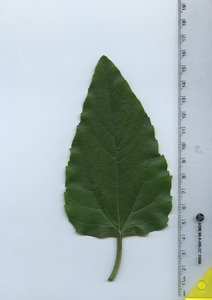 leaftop