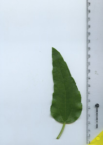 leaftop