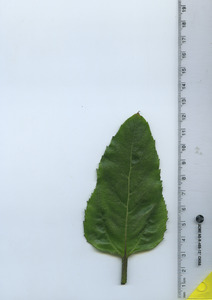 leaftop