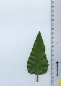 leaftop