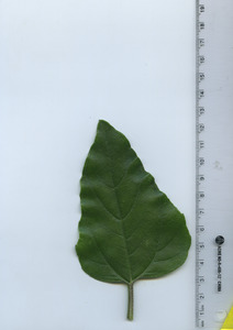 leaftop