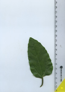 leaftop