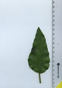 leaftop