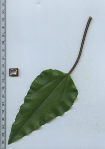 leaftop
