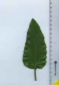 leaftop
