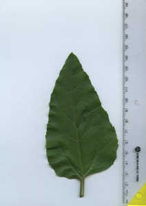 leaftop