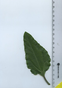 leaftop