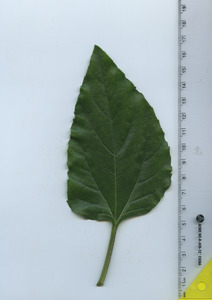 leaftop