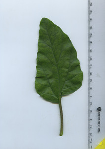 leaftop