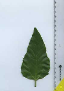 leaftop
