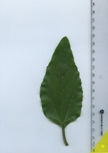 leaftop
