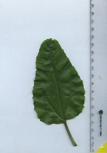 leaftop