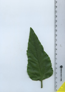 leaftop