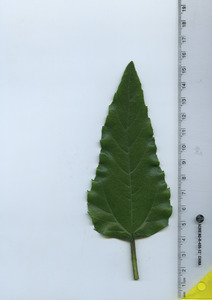 leaftop