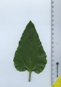 leaftop