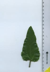 leaftop