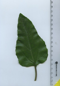 leaftop