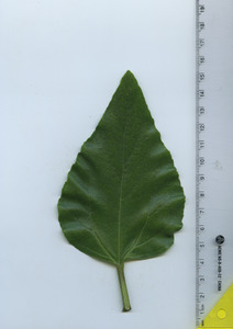leaftop