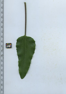 leaftop