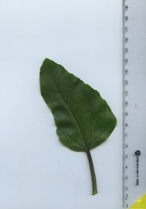 leaftop