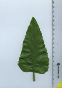 leaftop