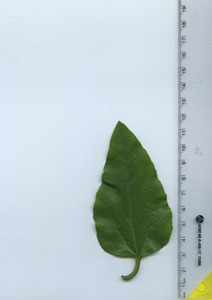 leaftop