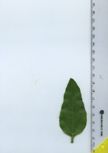 leaftop