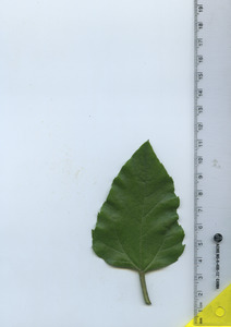 leaftop