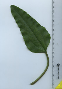 leaftop