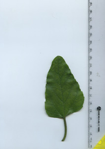 leaftop