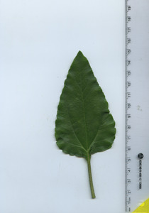 leaftop