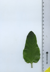 leaftop