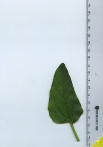 leaftop