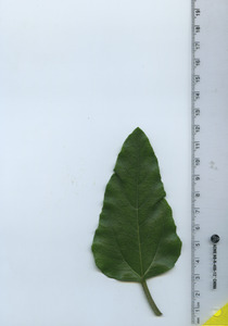leaftop