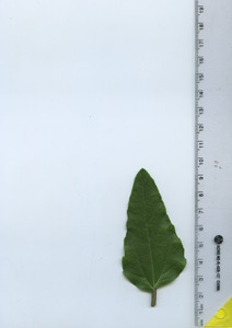 leaftop