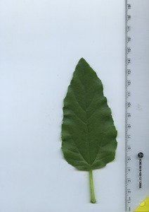 leaftop