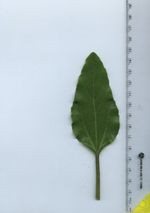 leaftop